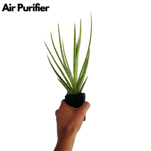 bacularis plant air purifier Silver Mikado (Sansevieria bacularis)