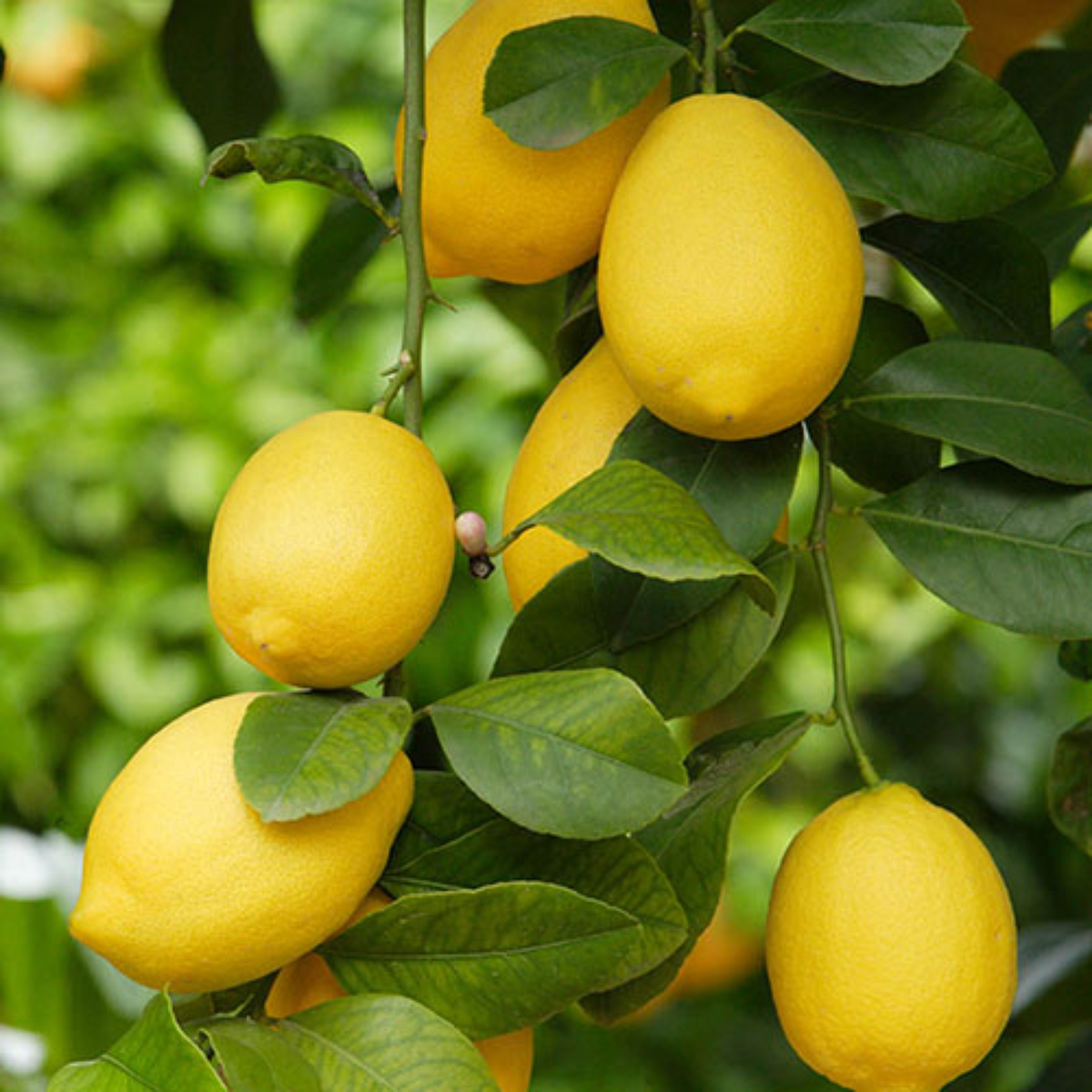 Cocktail Lemon Live Plant (Home & Garden)