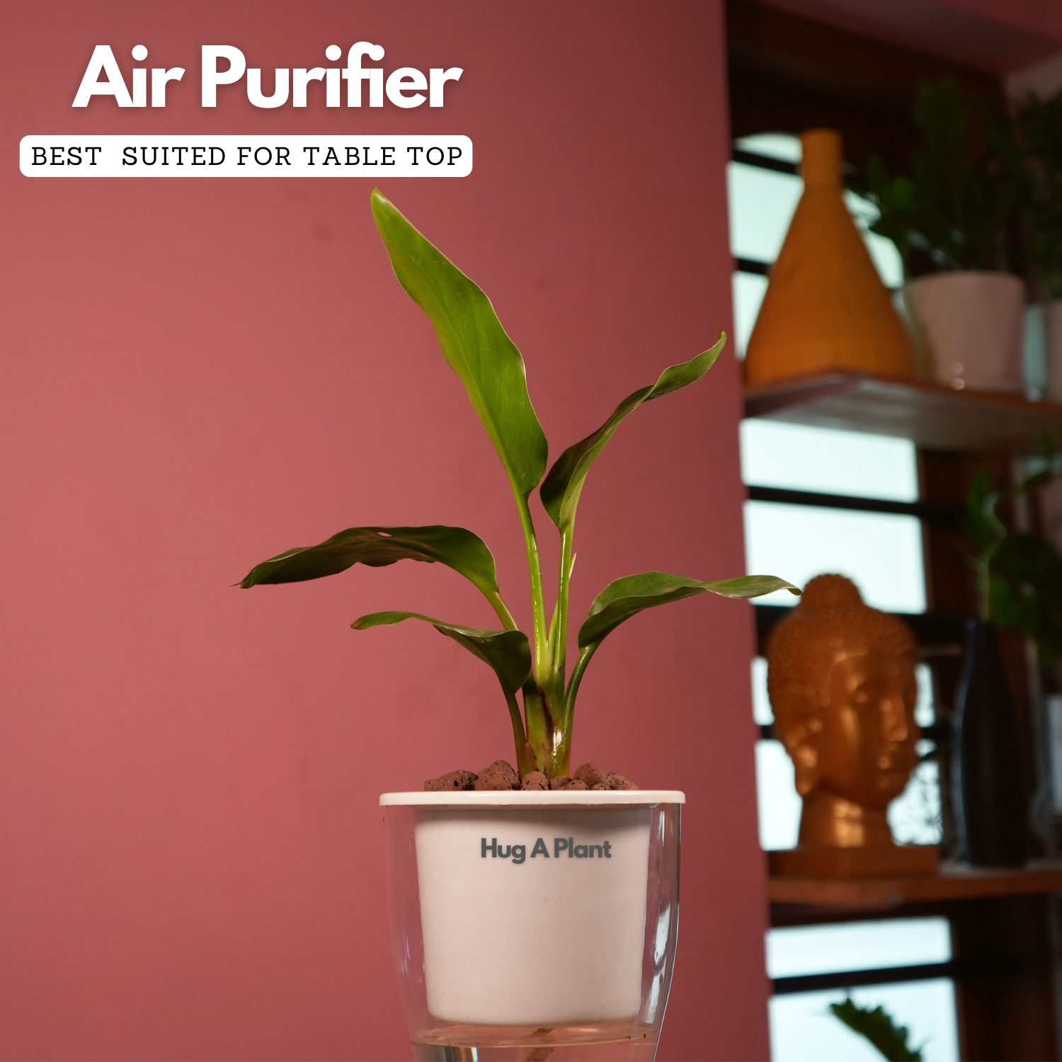 Bird Of Paradise (Strelitzia reginae)- Live Plant (With 5 Inch Self-Watering Pot & Plant)