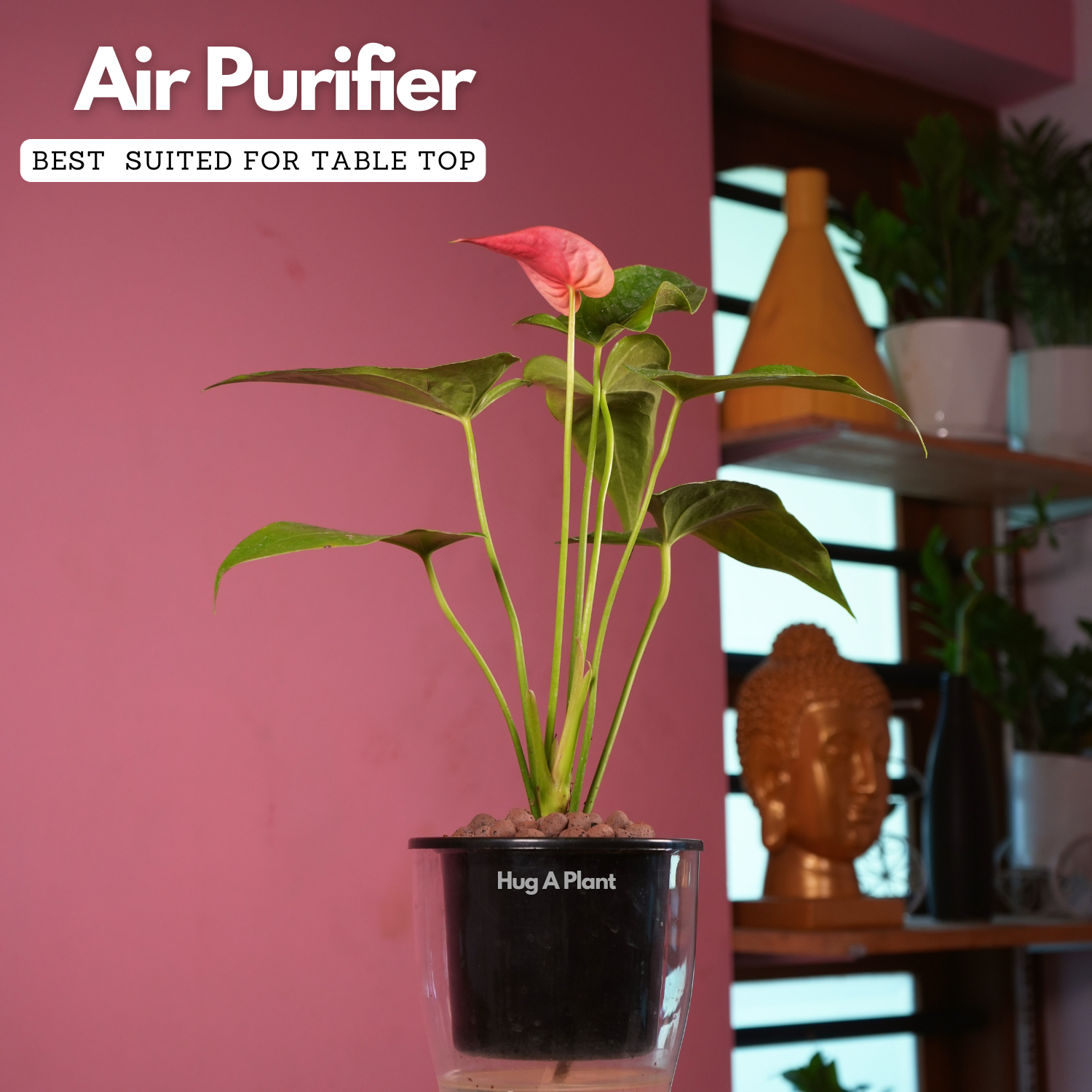 Red Anthurium (Anthurium andraeanum) Flowering/Ornamental Live Plant (With 5 Inch Self-Watering Pot & Plant)