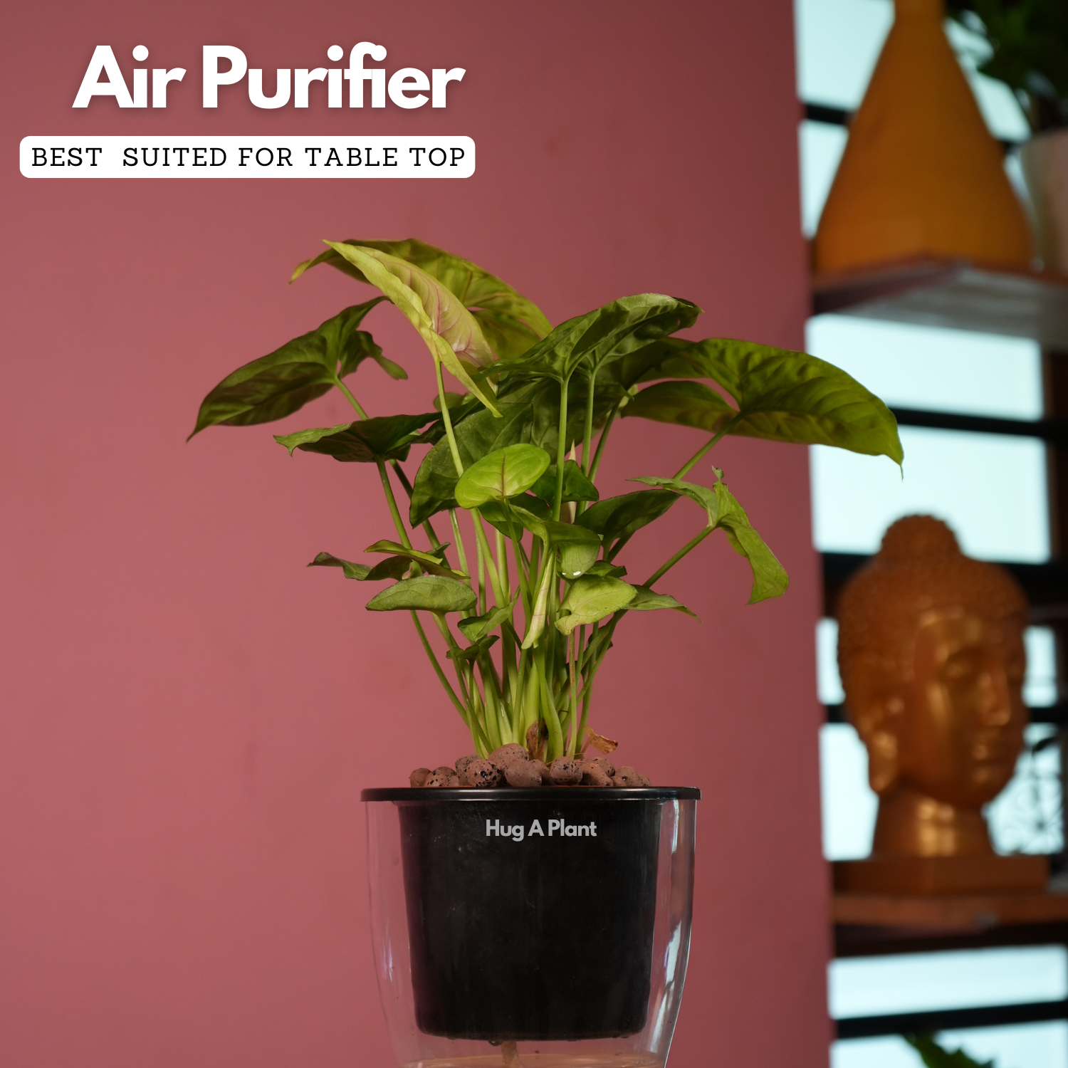 Syngonium Lemon - Live Plant (With 5 Inch Self-Watering Pot & Plant)