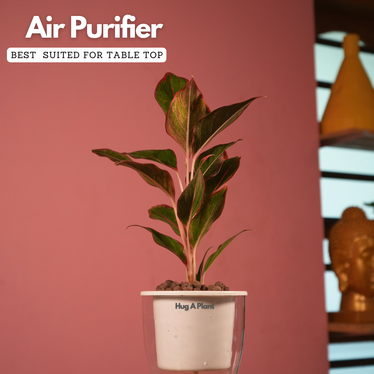 Aglaonema Lipstick - Live Plant (With 5 Inch Self-Watering Pot & Plant)
