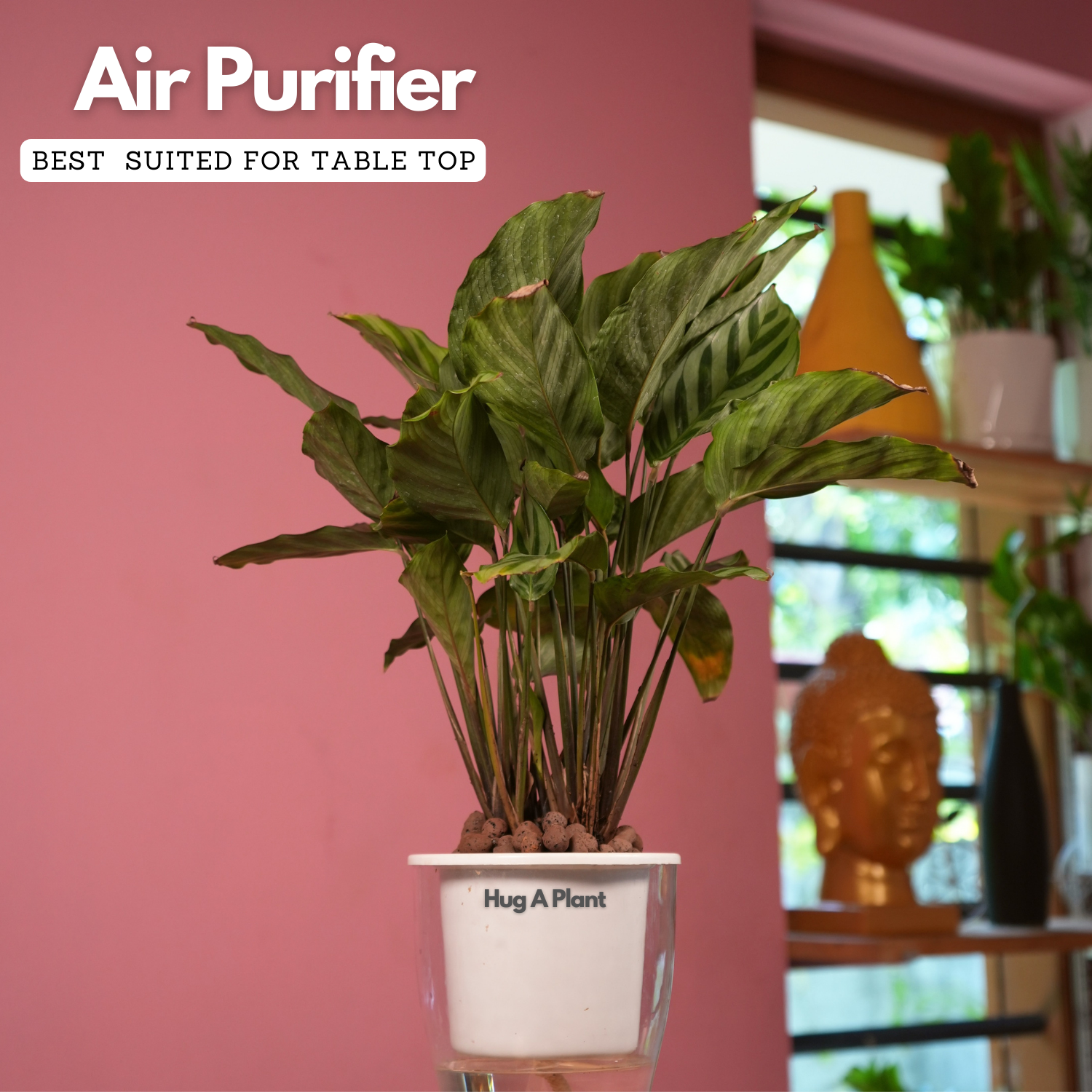 Calathea Freddie / Peacock Plant- Live Plant (With 5 Inch Self-Watering Pot & Plant)