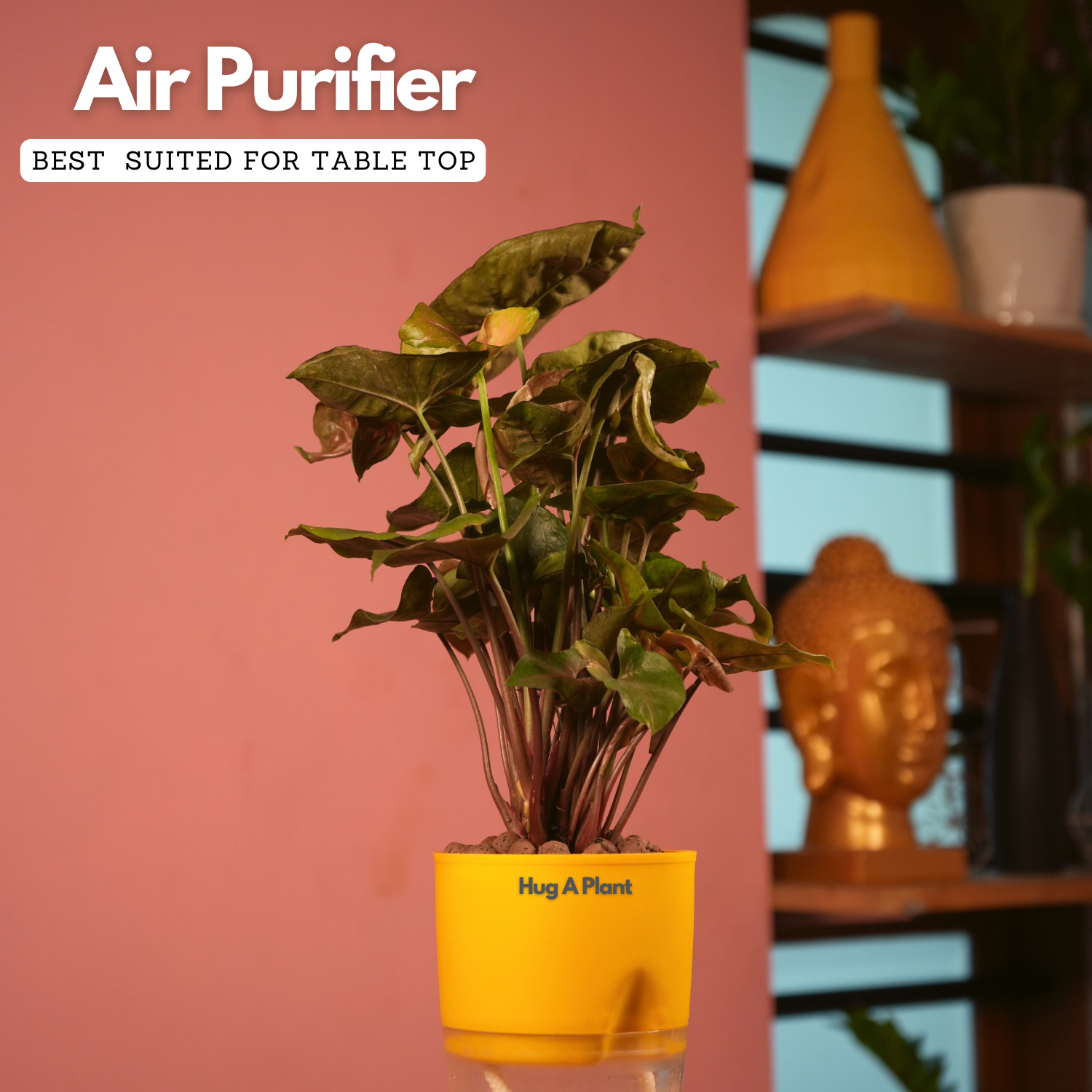 Syngonium Red Plum Plant (Pink veins) - Live Plant (With Self-Watering Pot & Plant)