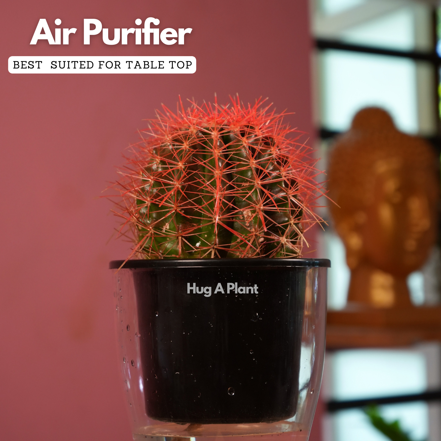 Ball Cactus Red (echinocactus grusonii) - Live Plant (With 5 Inch Self-Watering Pot & Plant)