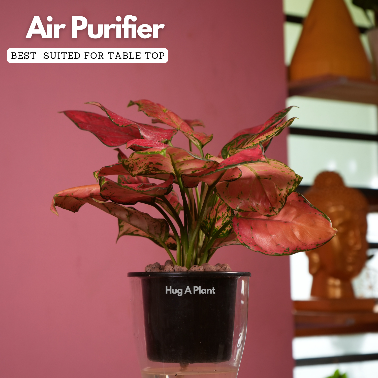 Aglaonema Red Angel / Chinese Evergreen (Aglaonema commutatum)- Live Plant (With 5 Inch Self-Watering Pot & Plant)
