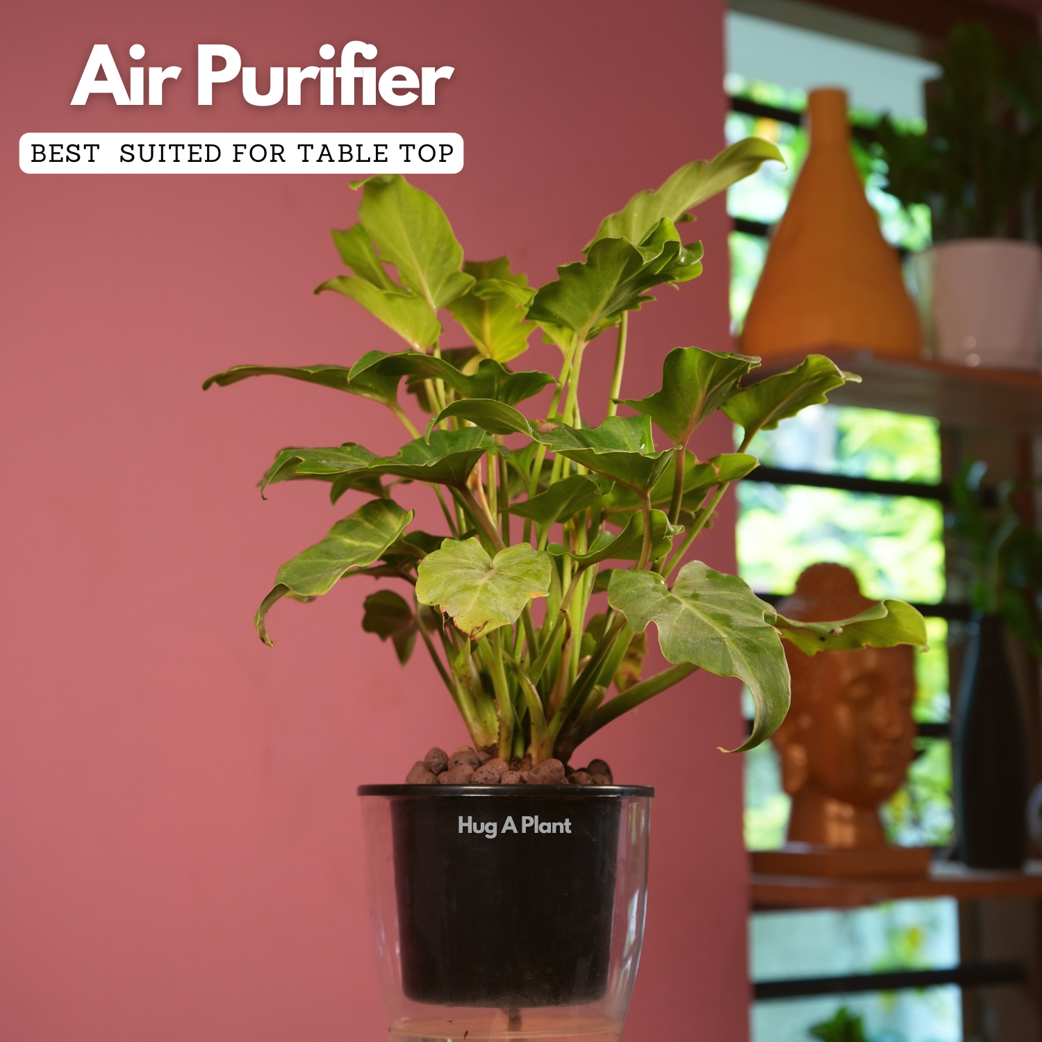 Philodendron Xanadu Golden (Thaumatophyllum Xanadu)- Live Plant (With 5 Inch Self-Watering Pot & Plant)