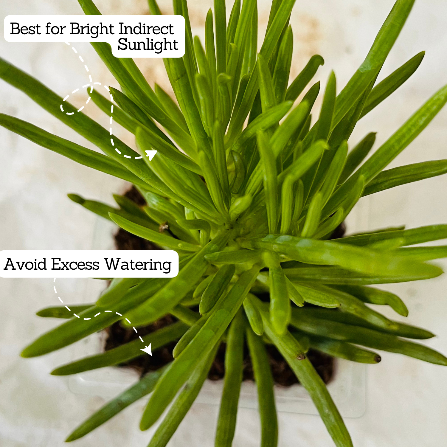 Senecio Barbertonicus Plant Succulent Live Plant