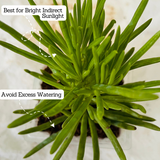 Senecio Barbertonicus Plant Succulent Live Plant