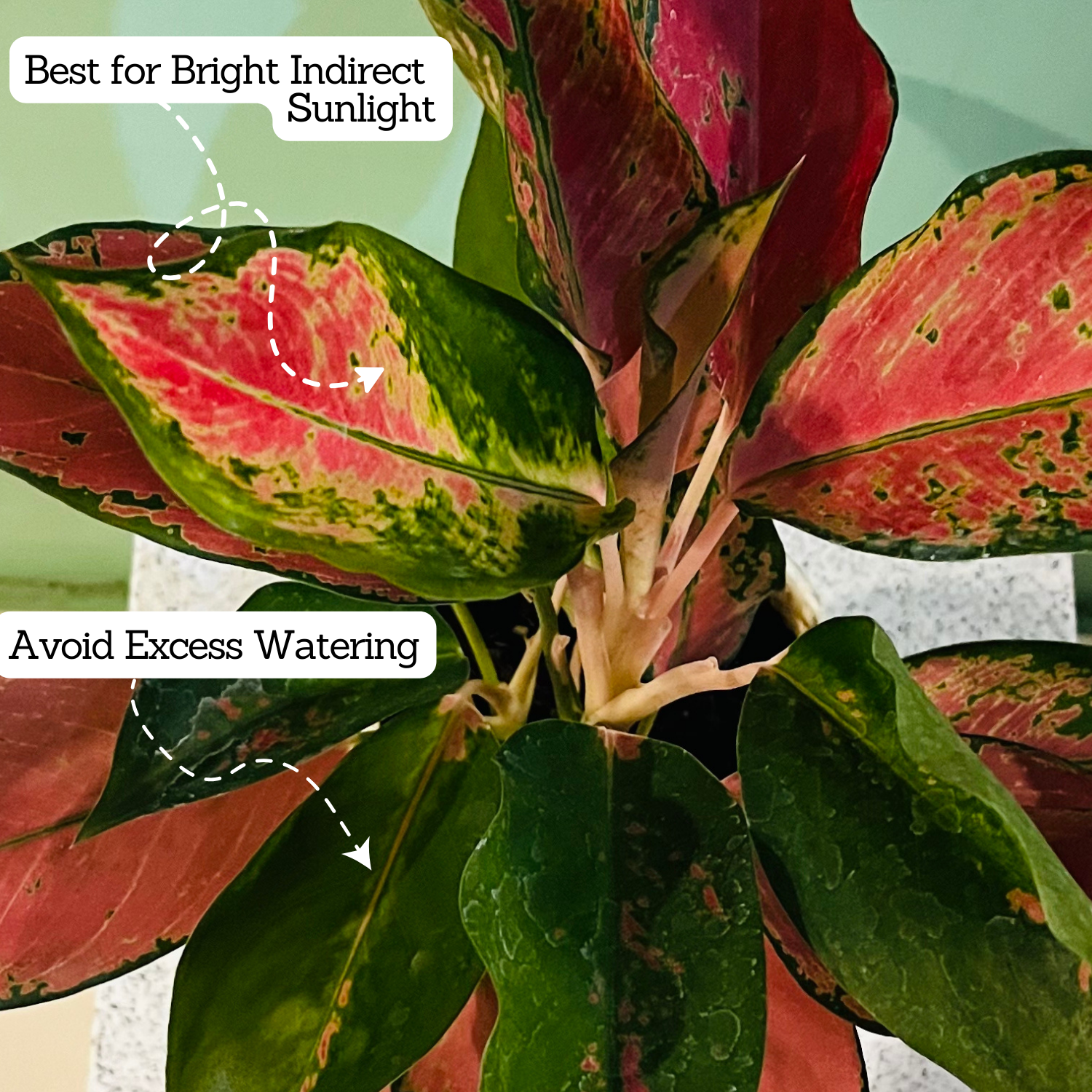 Aglaonema Thailand Red- Live Plant In Pot (Home & Garden)