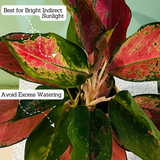 Aglaonema Thailand Red- Live Plant In Pot (Home & Garden)