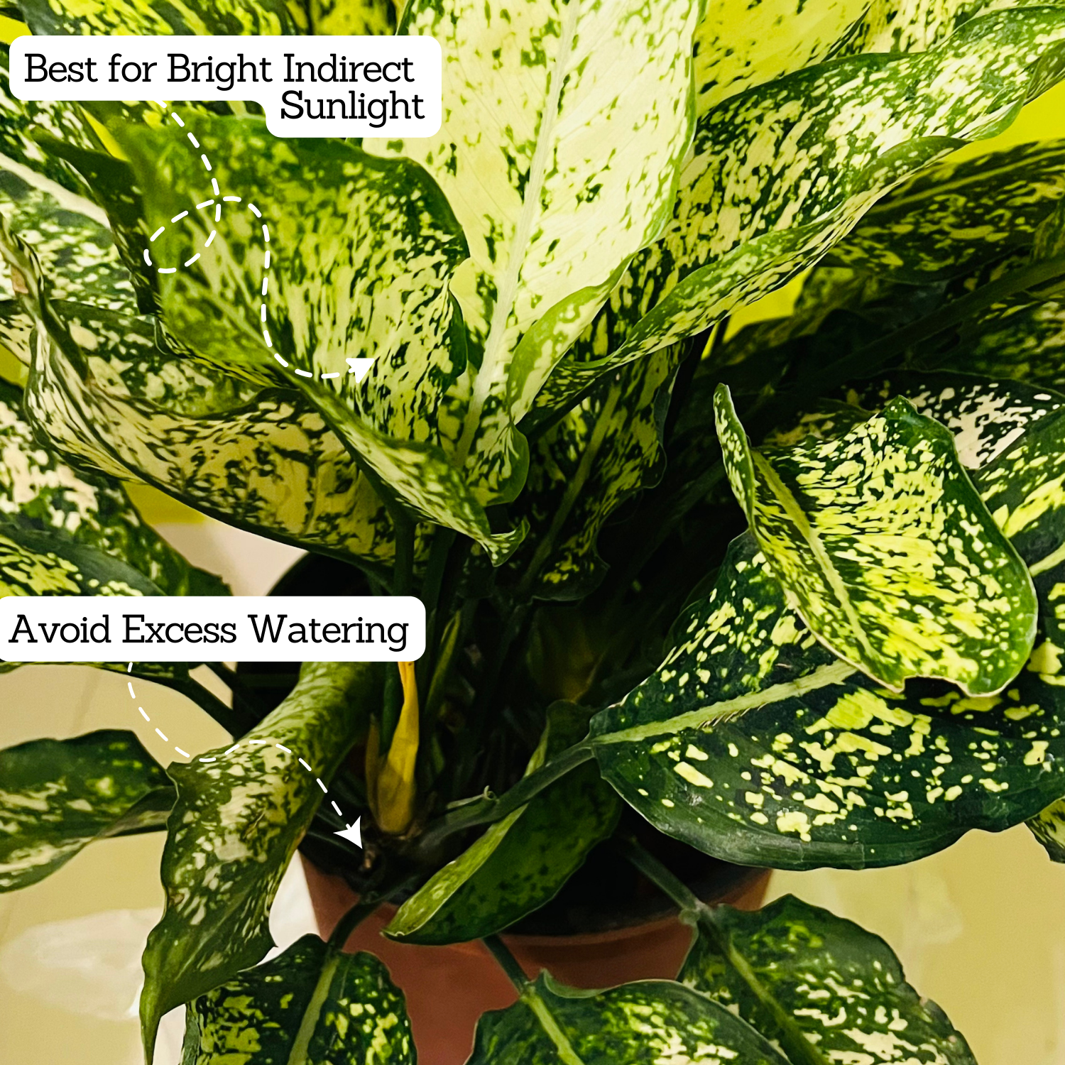 Aglaonema Snow White (Big) (Aglaonema Costatum) - Live Plant  (Home & Garden)