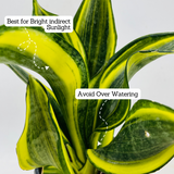 Sansevieria Crooked / Snake Plant (Dracaena trifasciata)- Live Plant in 4inch pot  (Home & Garden)