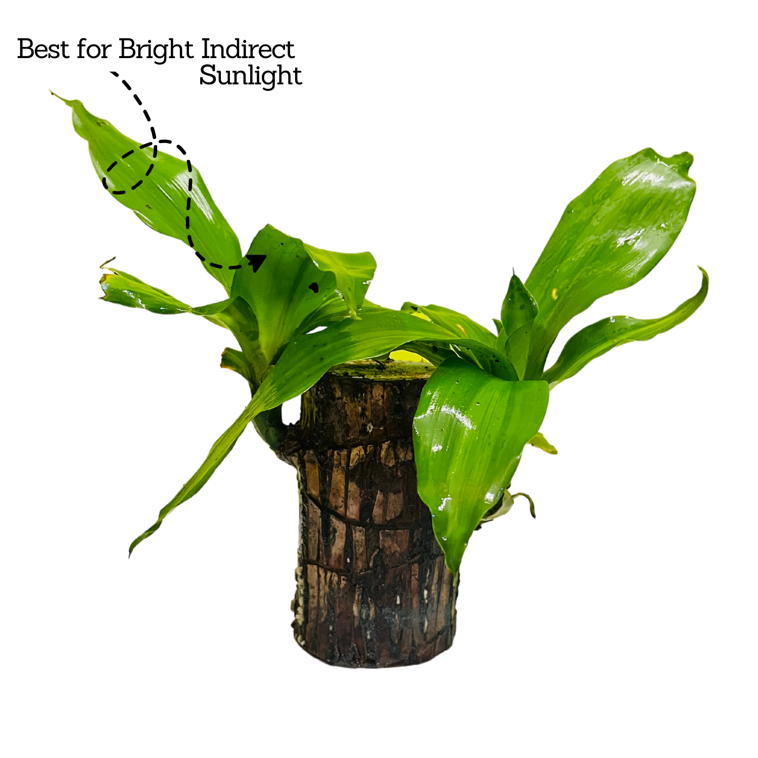 Dracaena Warnecki / Brazilian Lucky Wood Rooted Plant Stem - Live Plant (Home & Garden)
