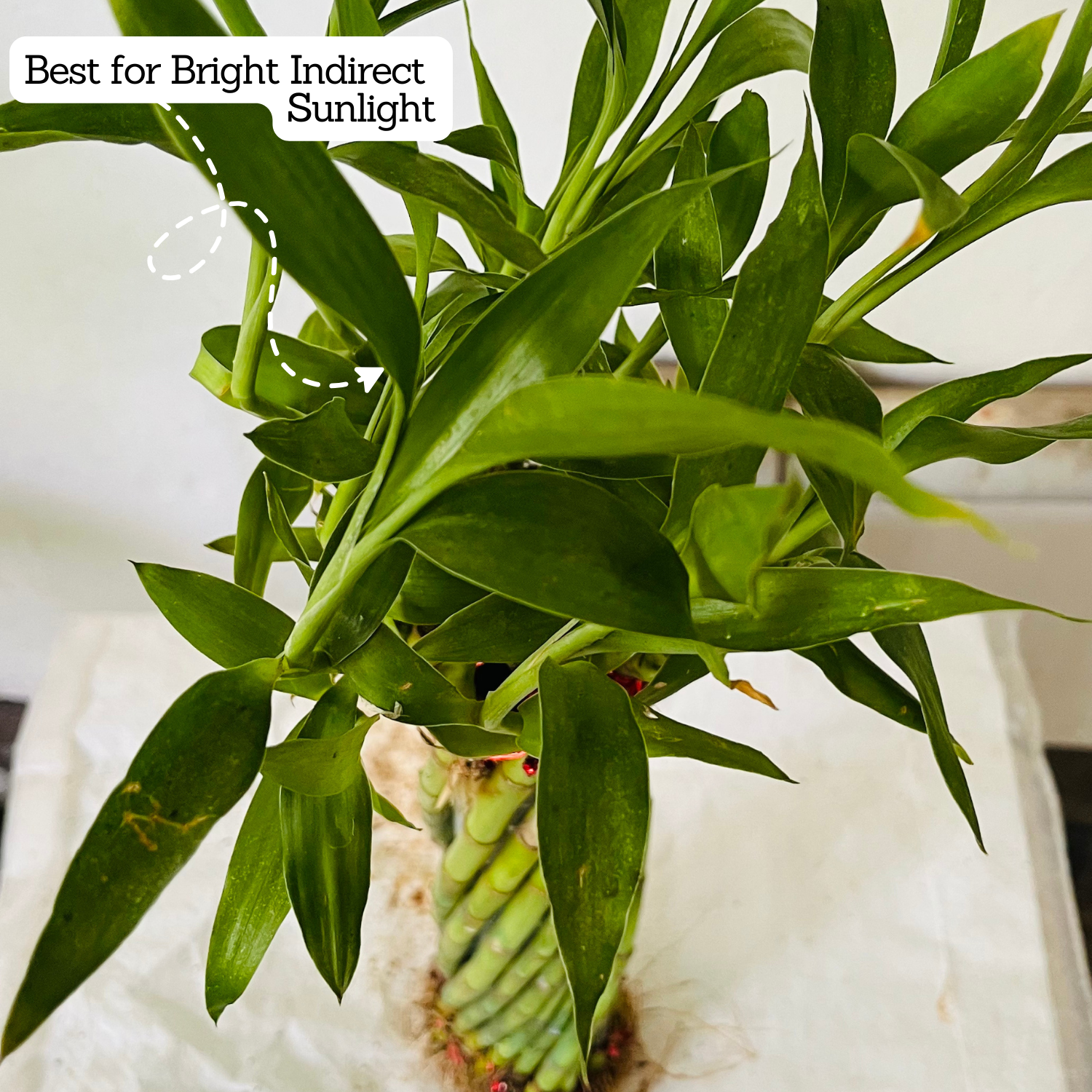 Multi Spiral / Spiral Cage Lucky Bamboo - Live Plant (Home & Garden)