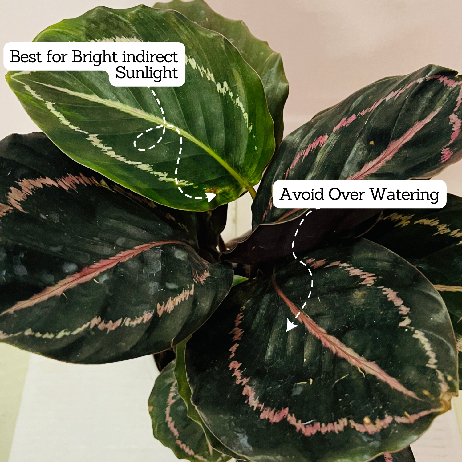Calathea Renwine - Live Plant (Home & Garden)