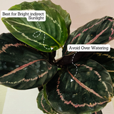 Calathea Renwine - Live Plant (Home & Garden)