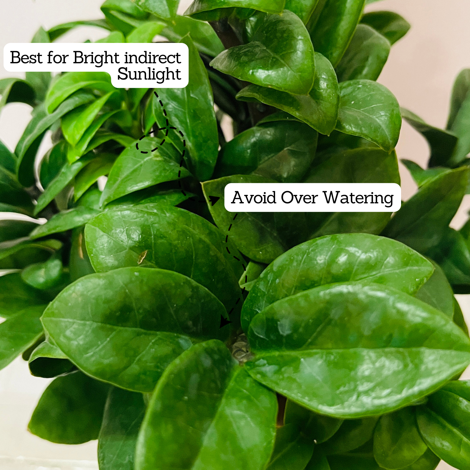 Zamioculcas zamiifolia ƒ??Zenziƒ?? / ZZ Miniature /Dwarf ZZ Plant- Live Plant in 6inch Pot (Home & Garden)