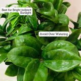 Zamioculcas zamiifolia ƒ??Zenziƒ?? / ZZ Miniature /Dwarf ZZ Plant- Live Plant in 6inch Pot (Home & Garden)