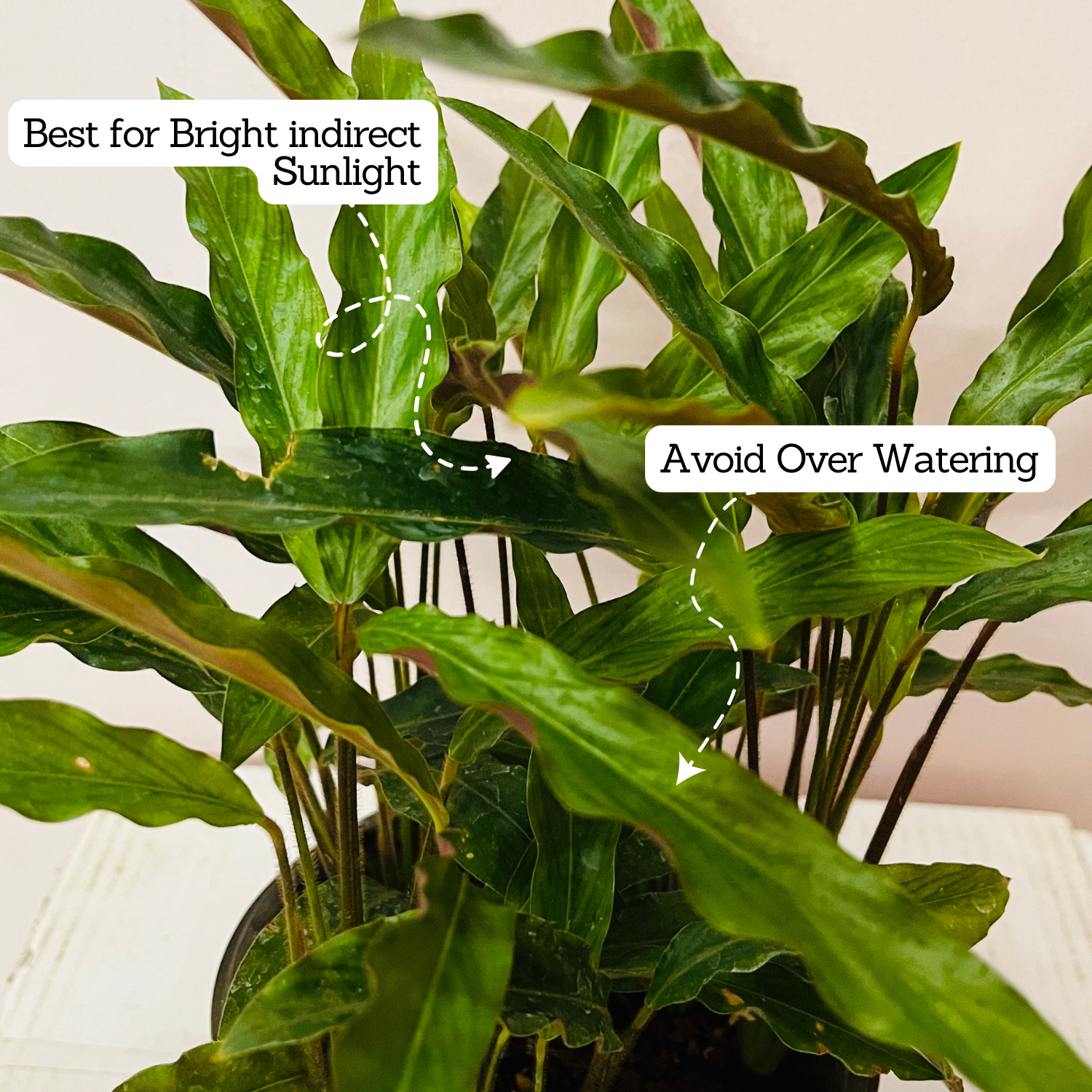 Calathea Rufibarba- Live Plant (Home & Garden)