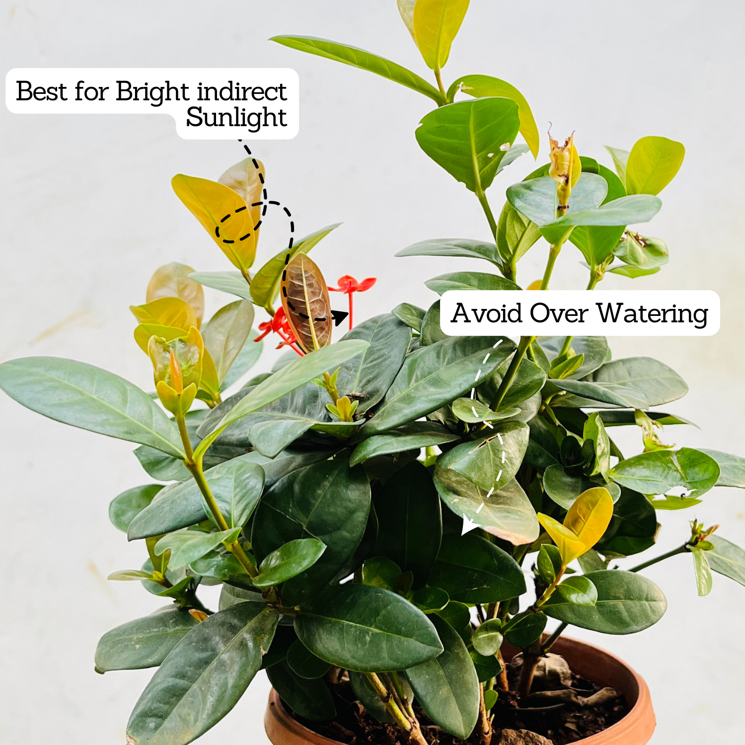 Red Ixora Miniature / Chethi (Ixora coccinea) Flowering/Ornamental Live Plant (Home & Garden)