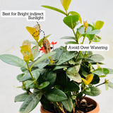 Red Ixora Miniature / Chethi (Ixora coccinea) Flowering/Ornamental Live Plant (Home & Garden)