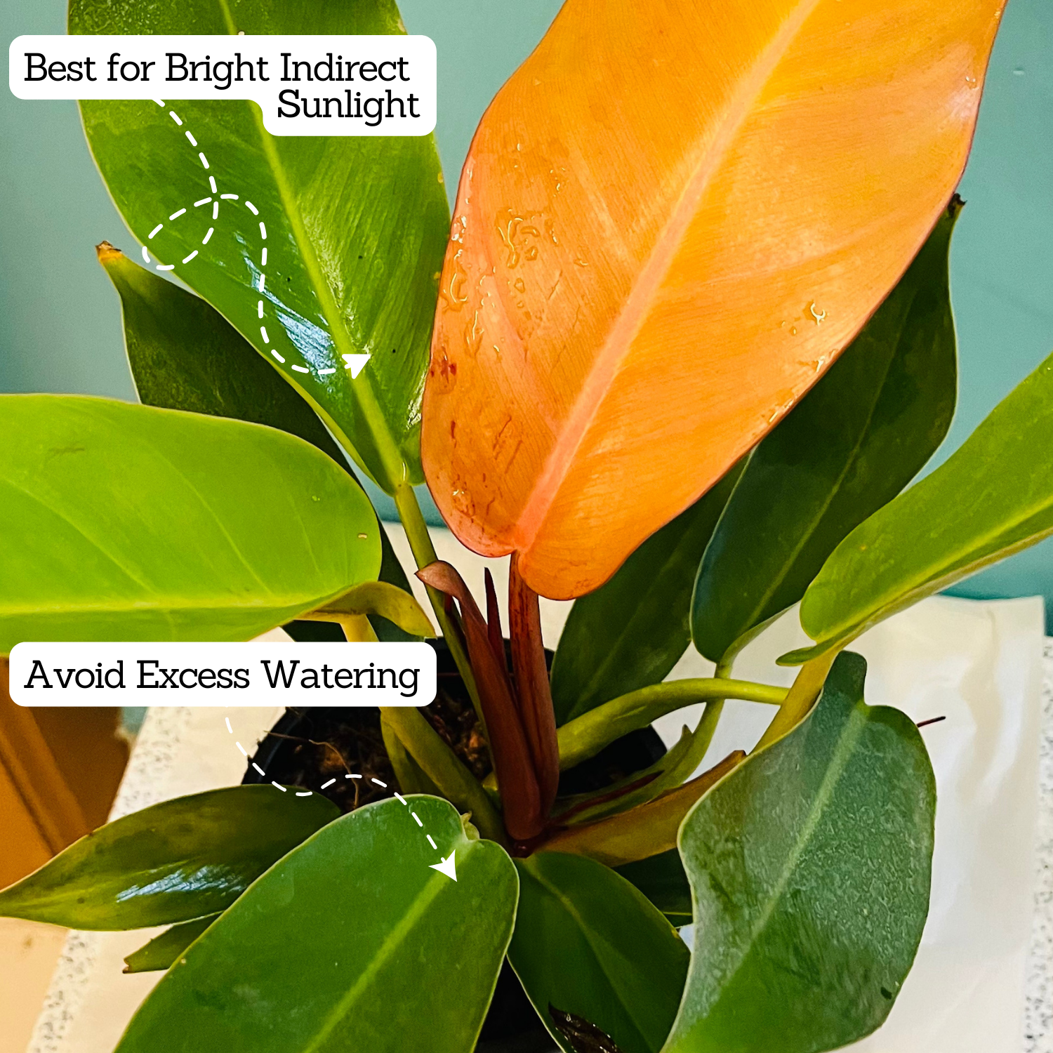 Philodendron "Prince Of Orange" - Live Plant in 5Inch Pot (Home & Graden)