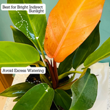 Philodendron "Prince Of Orange" - Live Plant in 5Inch Pot (Home & Graden)