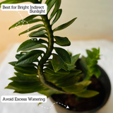 Pedilanthus Nana / Zig-Zag / Devils Backbone (Tithymaloides Nana) - Live Plant (Home & Garden)