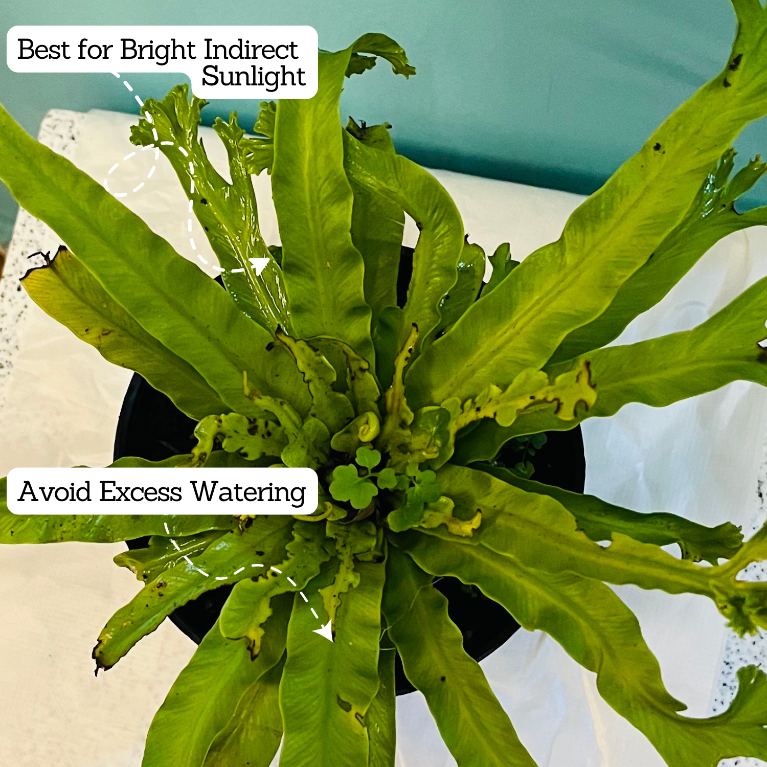 Asplenium Nidus Crissie Fern- Live Plant In 5 Inch Pot (Home & Garden)