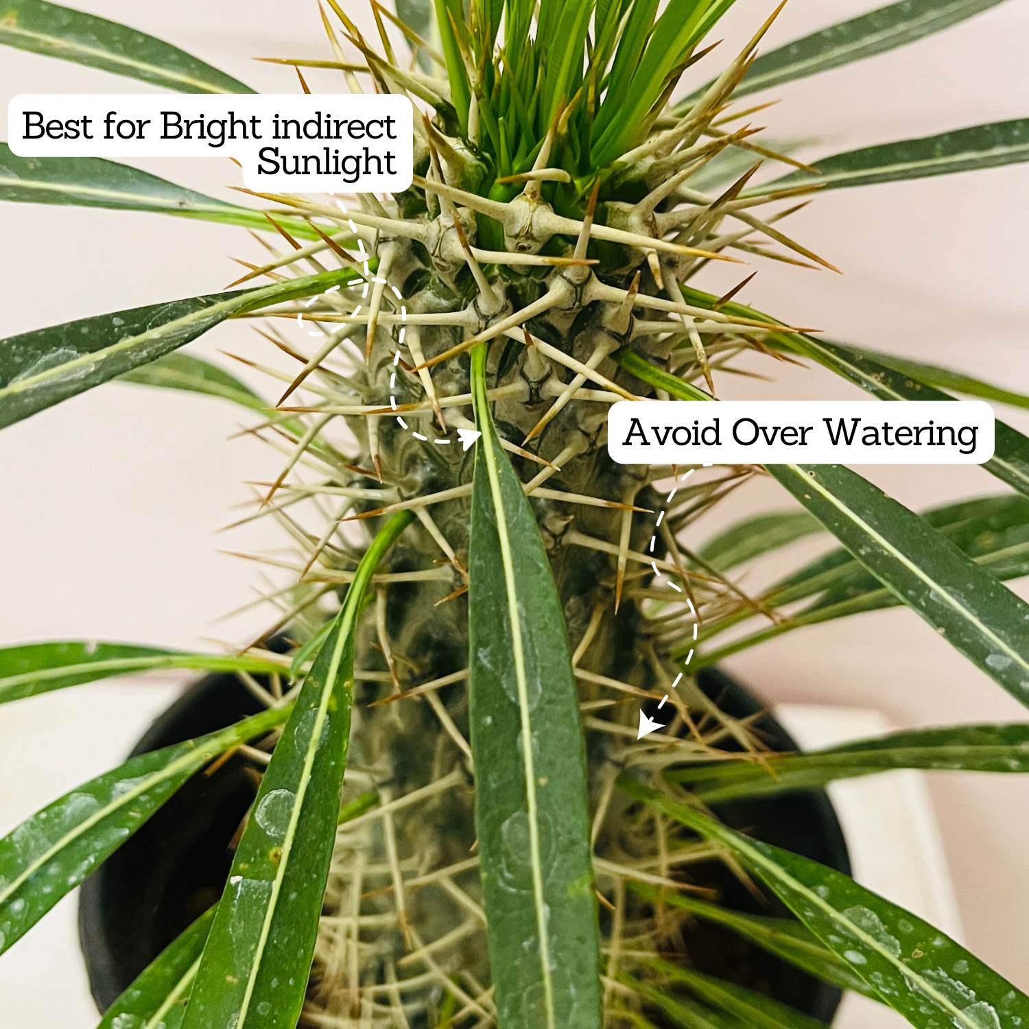 Madagascar Palm Miniature- Live Plant in 6inch Pot (Home & Garden)
