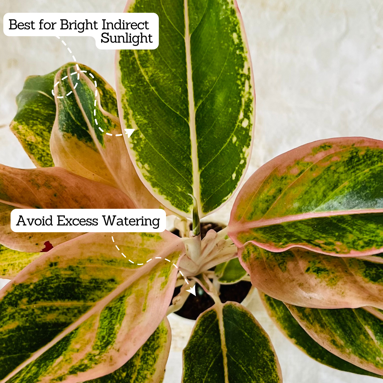 Aglaonema Pink Aurora - Live Plant in Small Pot
