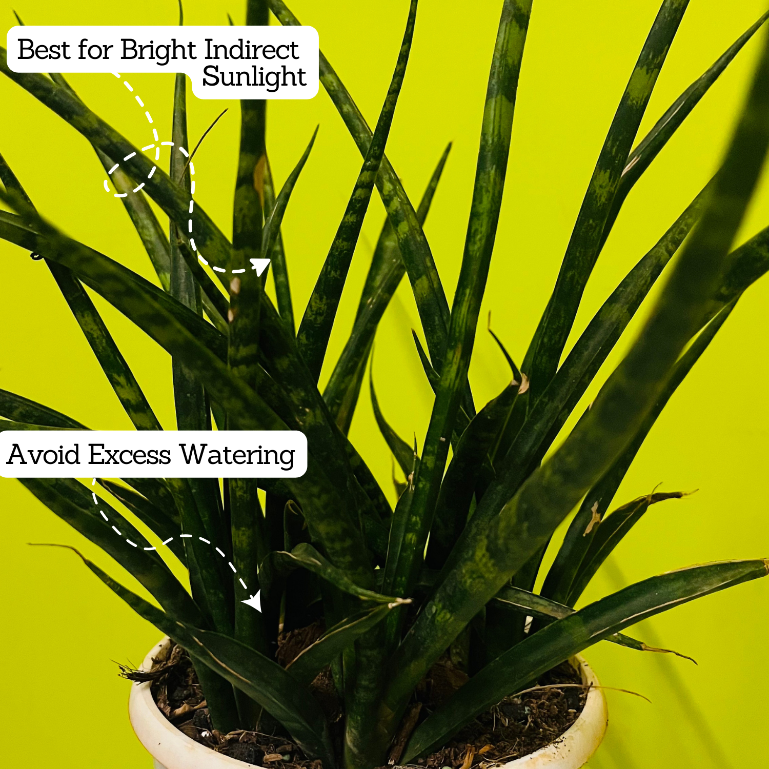 Mikado  (Sansevieria bacularis) - Live Snake Plant For Indoor (Home & Garden)