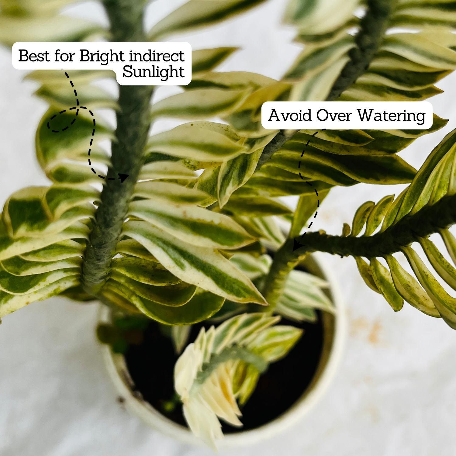Pedilanthus Nana Variegated / Zig-Zag / Devils Backbone (Tithymaloides Nana) - Live Plant (Home & Garden)