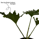 Philodendron Selloum Green - Live  Plant  (Home & Garden)