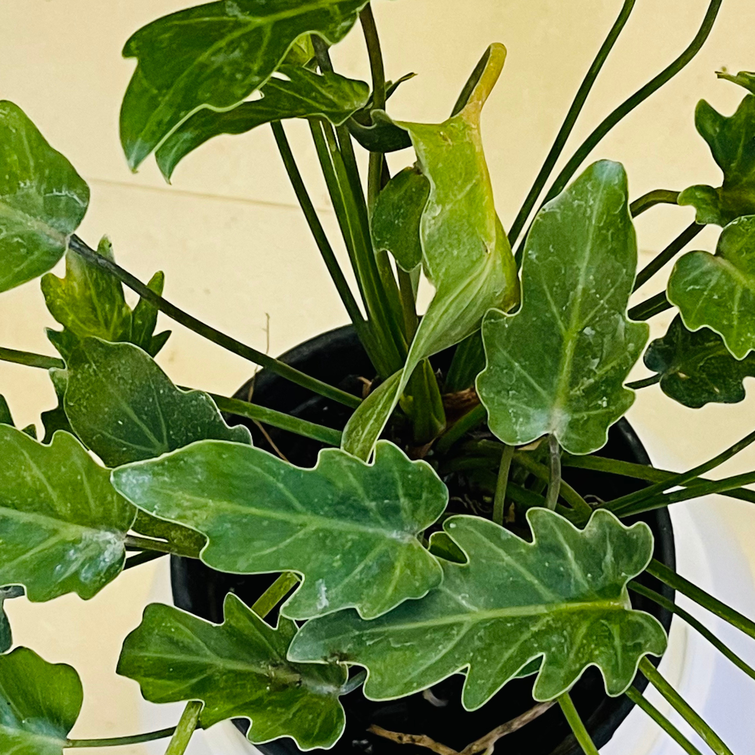 Philodendron Xanadu Green (Thaumatophyllum xanadu)- Live Plant (Home & Garden)