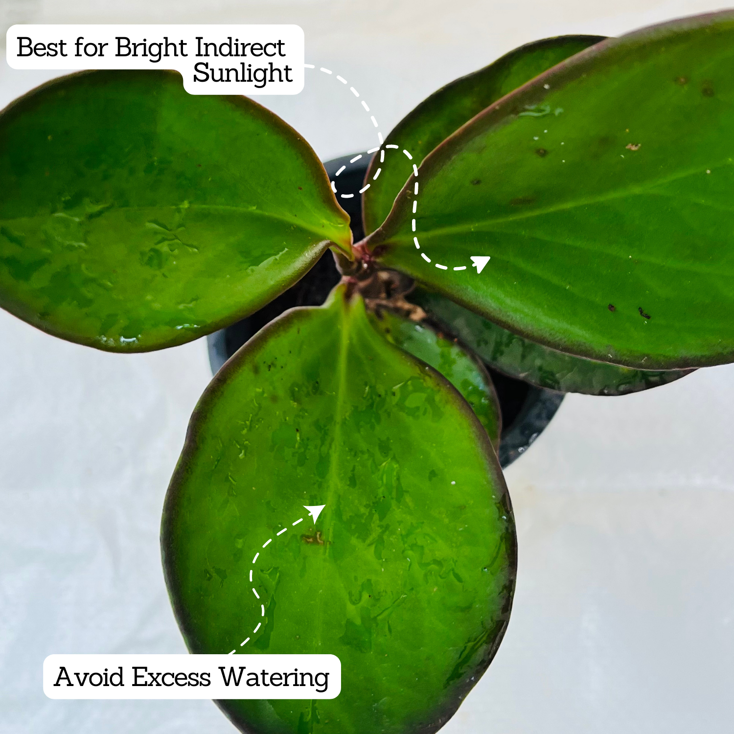Peperomia Black / Black Knight (Peperomia obtusifolia) - Live Plant For Indoor (Home & Garden)