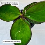 Peperomia Black / Black Knight (Peperomia obtusifolia) - Live Plant For Indoor (Home & Garden)