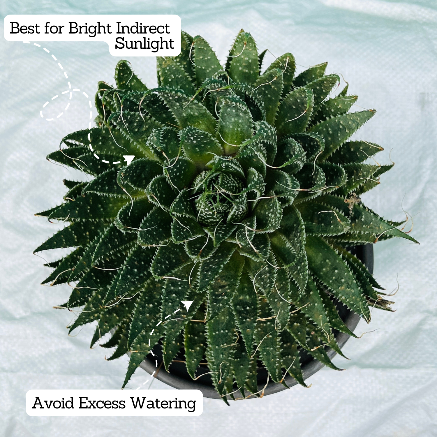 Aloe aristata - Live Plant (Home & Garden)