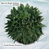 Aloe aristata - Live Plant (Home & Garden)