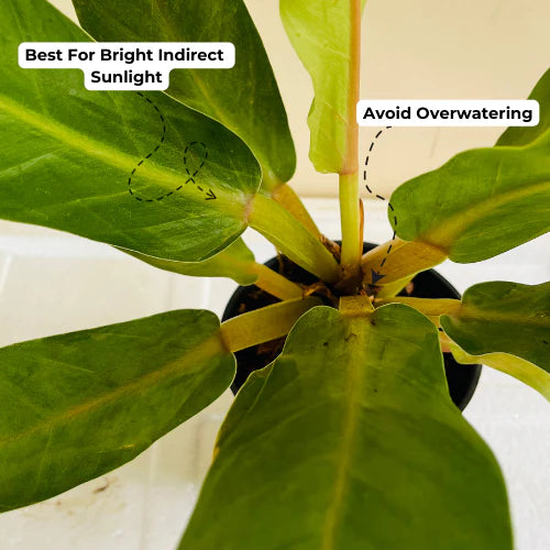Philodendron Golden Melinonii Live Plant in 5 inch Pot  (Home & Garden)