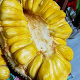 EVIARC The Sweetest Jackfruit Plant Budded Fruit Plant (Home & Garden Plants)