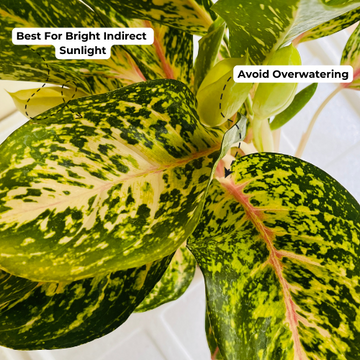 aglaonema green yellow hybrid Aglaonema Hybrid Peacock- Live Plant (Home & Garden) – Hug A Plant