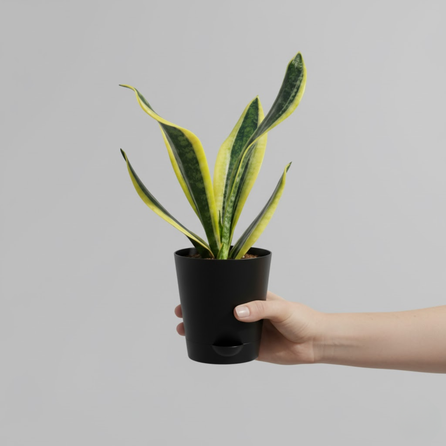 Sansevieria Futura Superba (Snake Plant) In 5 Inch Self-watering Pot | Indoor Air-Purifying Plant | Low-Maintenance | Ideal for Home & Office Décor (Pot Colour May Vary On Availability)