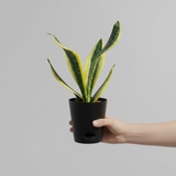 Sansevieria Futura Superba (Snake Plant) In 5 Inch Self-watering Pot | Indoor Air-Purifying Plant | Low-Maintenance | Ideal for Home & Office Décor (Pot Colour May Vary On Availability)