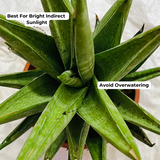 Sansevieria Hybrid Tower - Live Plant (Home & Garden)