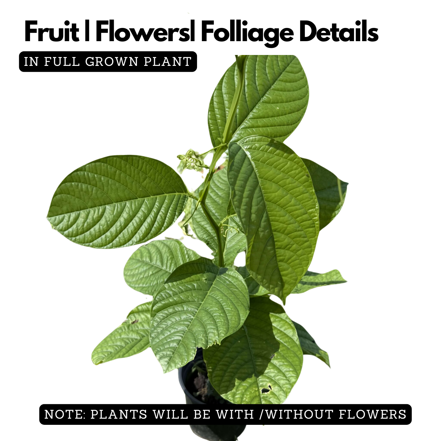 Akashavellari Live Plant (Home & Garden)