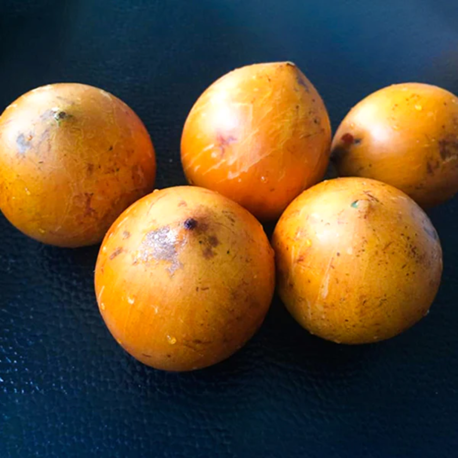 Udara Fruit (Chrysophyllum Albidum) Seedling Fruit Plant (Home & Garden Plants)