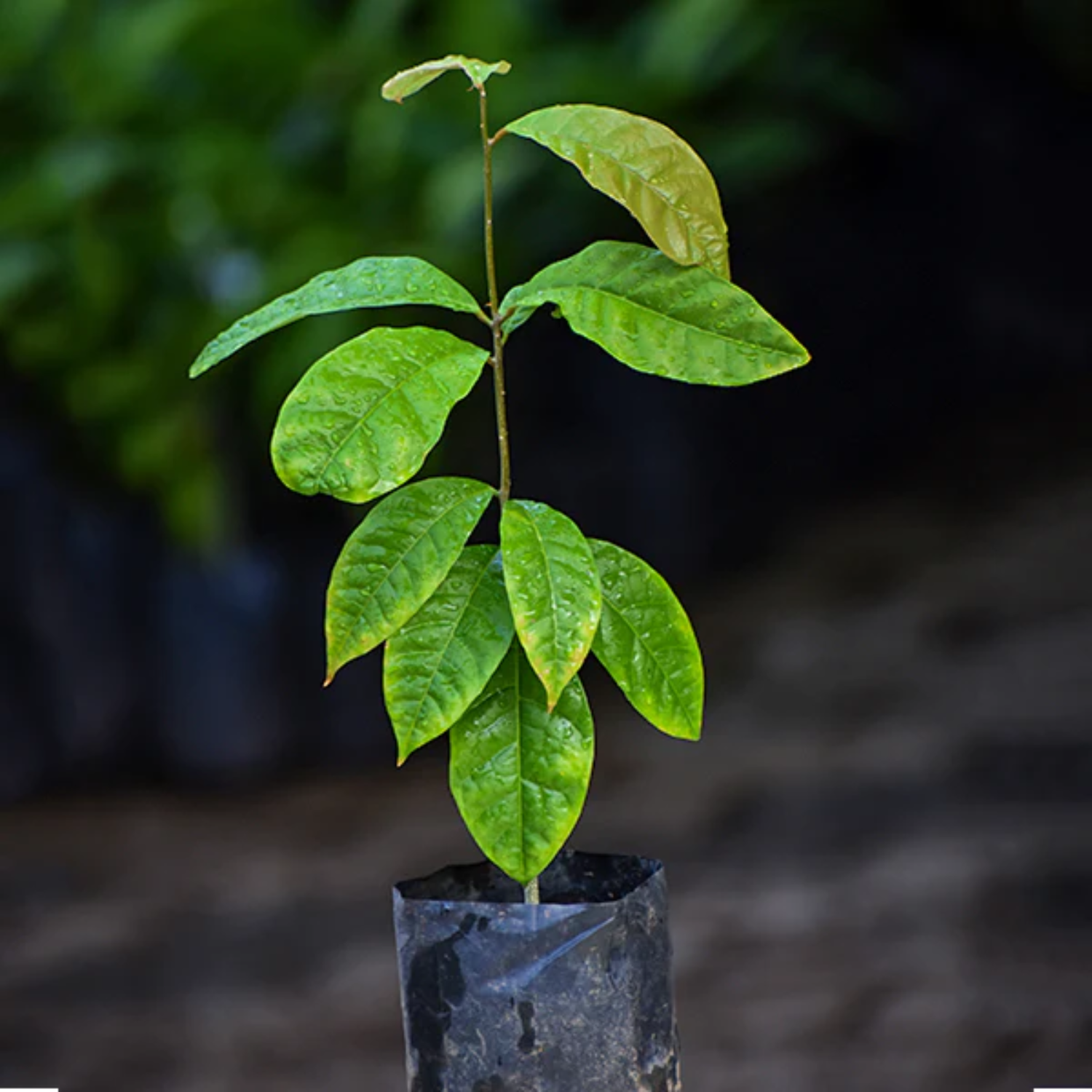 Madhubilata (Stixis Suaveolens) Fruit Plant (Home & Garden Plants)