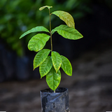 Madhubilata (Stixis Suaveolens) Fruit Plant (Home & Garden Plants)
